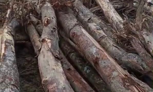  Sejumlah pohon karet dan tanaman lain tumbang setelah diserobot PT BISM.